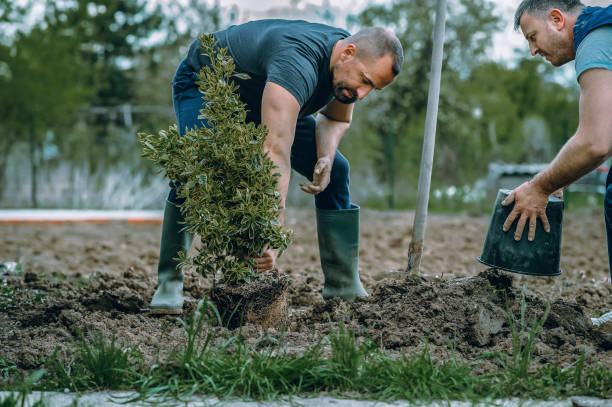 The Steps Involved in Our Tree Care Process in Donalsonville, GA